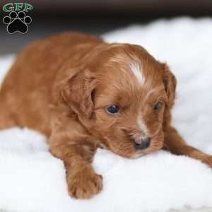 Bear, Cavapoo Puppy